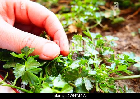 Junge Pflanzen aus Petersilie und Sellerie, sorgfältig gepflanzt von Frauenhänden. Landwirtschaftliche Arbeit im Frühling im Garten, Garten, Hütte oder Bauernhof. Manuelle Arbeit Stockfoto