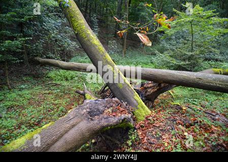 Umgestürzte Bäume. Benachbarte Bäume, die durch Stürme entwurzelt sind, werden verrotten. In den Berliner Wäldern darf sich die Natur meist auf natürliche Weise umpflanzen. Stockfoto