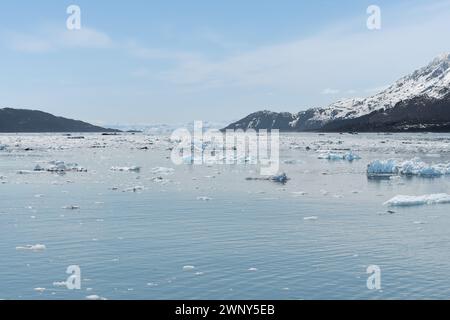 Growler (kleine Eisberge) schwimmen auf dem Meer im College Fjord, Alaska, USA Stockfoto