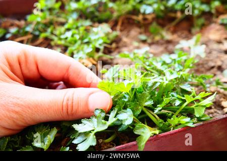 Junge Pflanzen aus Petersilie und Sellerie, sorgfältig gepflanzt von Frauenhänden. Landwirtschaftliche Arbeit im Frühling im Garten, Garten, Hütte oder Bauernhof. Manuelle Arbeit Stockfoto