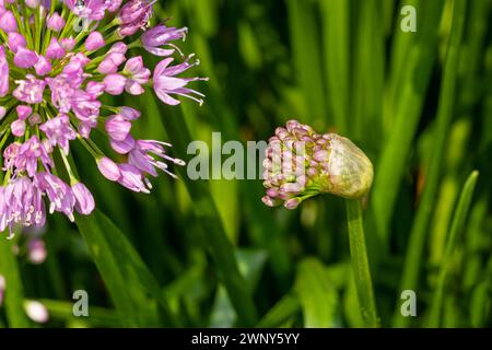 Nickende Zwiebelblume blüht. Wildblumengarten, Gartenbau und Bestäuberlebensraumkonzept. Stockfoto