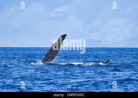 Mutter Buckelwal spielt mit ihrem Baby an der Meeresoberfläche. Stockfoto