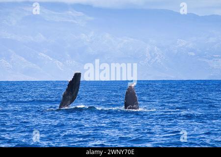 Baby-Buckelwal mit Brustvergrößerung und Teil des Schwanzes über Wasser. Stockfoto