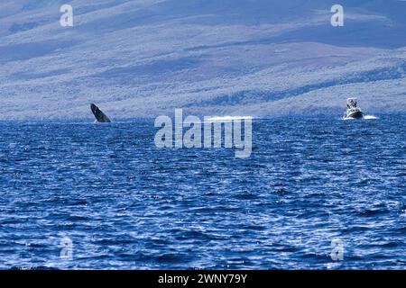 Buckelwale werden in der Ferne von einem Boot mit Walbeobachtern beobachtet. Stockfoto