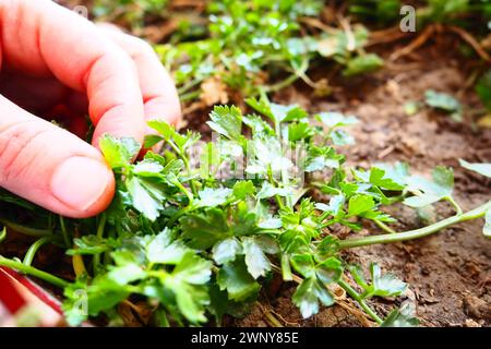 Junge Pflanzen aus Petersilie und Sellerie, sorgfältig gepflanzt von Frauenhänden. Landwirtschaftliche Arbeit im Frühling im Garten, Garten, Hütte oder Bauernhof. Manuelle Arbeit Stockfoto