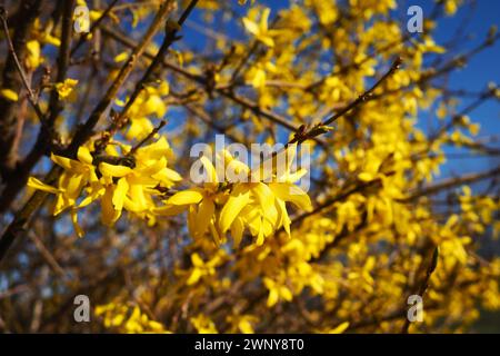 Forsythia ist eine Gattung von Sträuchern und kleinen Bäumen aus der Familie der Oliven. Zahlreiche gelbe Blüten an Ästen und Triebe. Klassendikotyledonöse Ordnung Stockfoto