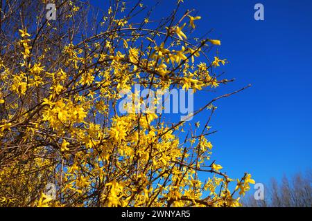 Forsythia ist eine Gattung von Sträuchern und kleinen Bäumen der Familie Oliven. Zahlreiche gelbe Blüten auf Zweigen und schießt gegen einen blauen Himmel. Lamiaceae Olive Stockfoto