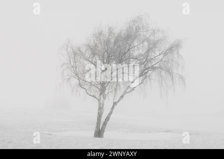 Birke in nebeliger Winterlandschaft Stockfoto