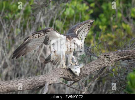 Fischadler (Pandion haliaetus cristatus), der mit einem frisch gefangenen Fisch in Queensland, Australien, landet. Stockfoto