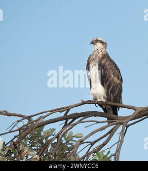 Östlicher Fischadler, pandion haliaetus cristatus, australischer Vogel des Gebets, der auf einem Zweig mit isoliertem blauen Himmel mit Kopierraum thront. Stockfoto