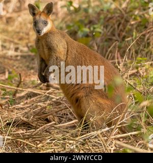 Golden Swamp Wallaby, ein fesselndes Beuteltier, das in Australiens Feuchtgebieten beheimatet ist, ist eine schüchterne, einsame Art, die sich zwischen den Buschwäldern ernährt. Stockfoto