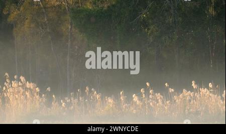 Sonnendurchflutete Gräser und Schilf an einem nebeligen Morgen mit Bäumen im Hintergrund, friedliche nebelige Atmosphäre, landschaftliche Kulisse. Stockfoto