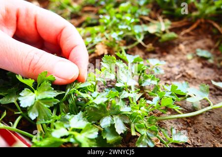 Junge Pflanzen aus Petersilie und Sellerie, sorgfältig gepflanzt von Frauenhänden. Landwirtschaftliche Arbeit im Frühling im Garten, Garten, Hütte oder Bauernhof. Manuelle Arbeit Stockfoto