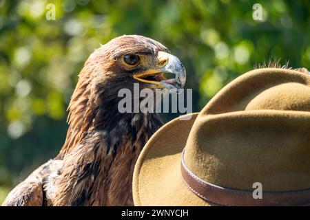 Ein Goldener Adler (Aquila chrysaetos) mit Hut seines Züchters Stockfoto