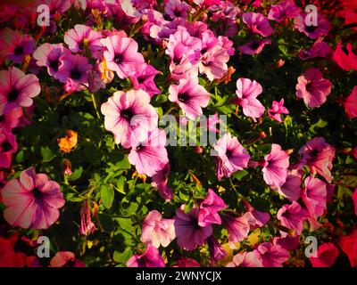 Pinkfarbene und violette Petunien auf dem Blumenbeet. Üppige Blüte von Sommerblumen. Petunia oder Petunia ist eine Gattung von krautigen oder halbbuschigen Stauden Stockfoto