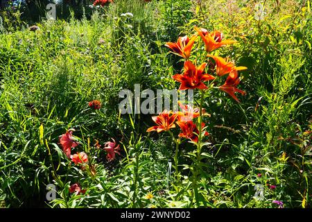 Hemerocallis aurantiaca ist eine Pflanzengattung der Lilaynikov-Familie Asphodelaceae. Schöne orangene Lilienblüten mit sechs Blütenblättern. Lang, dünn grün Stockfoto