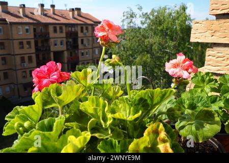 Rosafarbene Geranien auf der Fensterbank. Pelargonium peltatum ist eine Art von pelargonium, die unter den gebräuchlichen Bezeichnungen Pelargonium grandiflorum bekannt ist Stockfoto