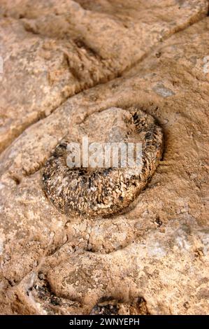 Ein Weichtierfossil aus der Devon-Zeit ist in den Kalkstein der Fälle of the Ohio im neuen Albany Indiana eingebettet Stockfoto