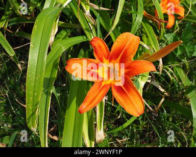 Hemerocallis lilenik ist eine Pflanzengattung der Lilaynikov-Familie Asphodelaceae. Schöne orangene Lilienblüten mit sechs Blütenblättern. Lang, dünn grün Stockfoto