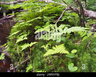 Farnpflanze im Wald. Wunderschöne anmutige grüne Blätter. Polypodiphyta, Gefäßpflanzen, moderne Farne und alte höhere Pflanzen. Farn Polypodiophyta Stockfoto