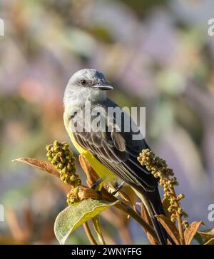 Tropischer Eisvogel, der auf einer tropischen Pflanze in Costa Rica thront Stockfoto