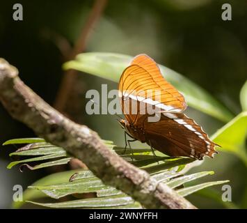 Rostiger Page-Schmetterling in einem tropischen Regenwald in Costa Rica Stockfoto