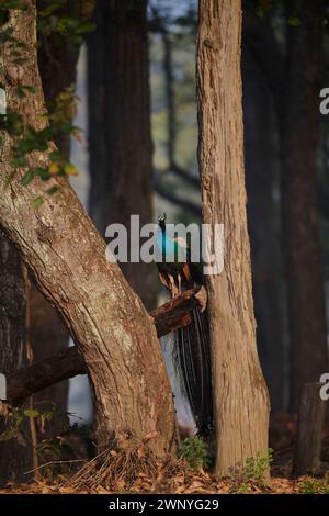 Wilder Pfau in Indien Stockfoto