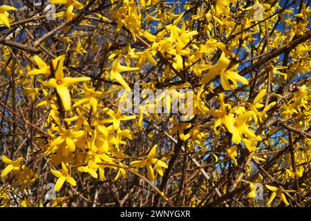 Forsythia ist eine Gattung von Sträuchern und kleinen Bäumen aus der Familie der Oliven. Zahlreiche gelbe Blüten an Ästen und Triebe. Klassendikotyledonöse Ordnung Stockfoto