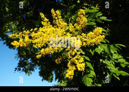 Koelreuteria paniculata ist eine blühende Pflanzenart aus der Familie der Sapindaceae. Ein Baum, der mit gelben Blüten blüht. Goldenrain-Baum, stolz auf Stockfoto