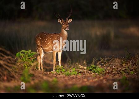 Gefleckte Hirsche im Sal Forest Stockfoto