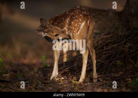 Gefleckte Hirsche im Sal Forest Stockfoto