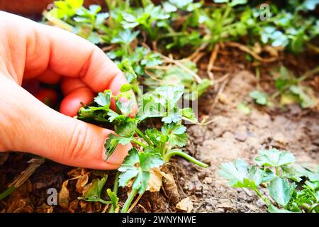 Junge Pflanzen aus Petersilie und Sellerie, sorgfältig gepflanzt von Frauenhänden. Landwirtschaftliche Arbeit im Frühling im Garten, Garten, Hütte oder Bauernhof. Manuelle Arbeit Stockfoto