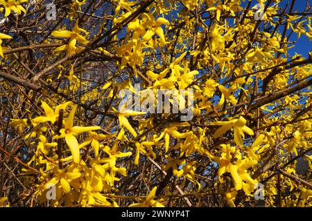 Forsythia ist eine Gattung von Sträuchern und kleinen Bäumen aus der Familie der Oliven. Zahlreiche gelbe Blüten an Ästen und Triebe. Klassendikotyledonöse Ordnung Stockfoto