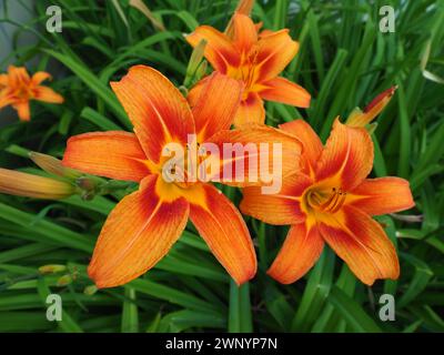 Hemerocallis lilenik ist eine Pflanzengattung der Lilaynikov-Familie Asphodelaceae. Schöne orangene Lilienblüten mit sechs Blütenblättern. Lang, dünn grün Stockfoto