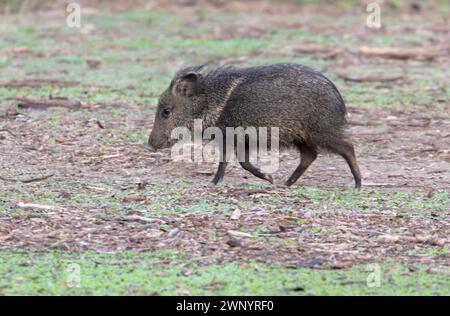 Das eingefasste Peccary (Dicotyles Tajacu) im Bentsen-Rio Grande Valley State Park, Texas Stockfoto