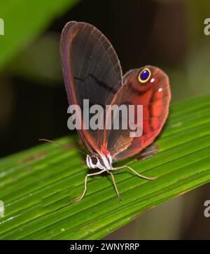 Glasswing-Schmetterling (Cithaerias pireta pireta), männlich, in der biologischen Station La Selva, Costa Rica Stockfoto