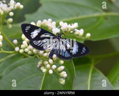 Tigerrottenmotte (Phanoptis cyanomelas), die sich von Blumen von Palicourea acuminate ernährt, biologische Station La Selva, Costa Rica Stockfoto
