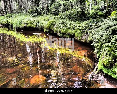 Taiga-Biom dominiert von Nadelwäldern. Picea-Fichte, Nadelbäume aus der Familie Pinaceae. Russland, Karelien. Waldfluss Stockfoto