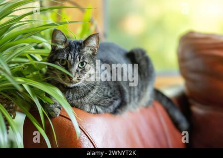 Eine braune Tabbykatze blickt hinter einer Spinnenpflanze in einem Heim heraus Stockfoto