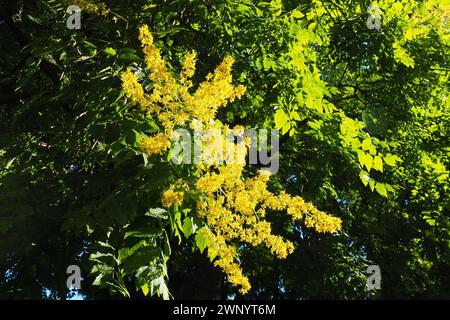 Koelreuteria paniculata ist eine blühende Pflanzenart aus der Familie der Sapindaceae. Ein Baum, der mit gelben Blüten blüht. Goldenrain-Baum, stolz auf Stockfoto