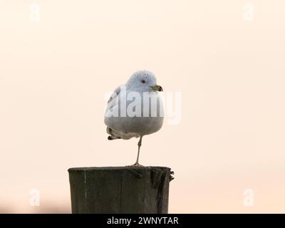 Ringschnabelmöwe (Larus delawarensis) auf einem Bein, Dyke Marsh, Alexandria, VA Stockfoto