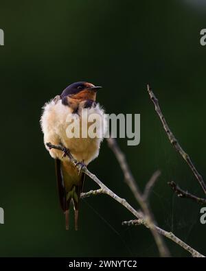 Juvenile Scheunenschwalbe (Hirundo rustica), Botanischer Garten Meadowlark, VA Stockfoto