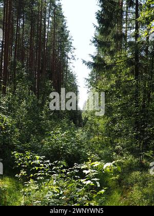 Picea-Fichte, eine Gattung von Nadelbäumen aus der Familie Pinaceae. Nadelwald in Karelien. Fichtenzweige und Nadeln. Die Stockfoto