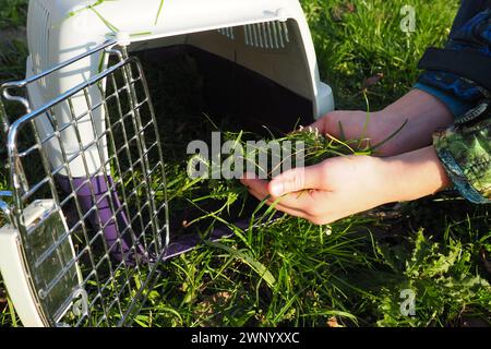 Kinderhände legen das gerupfte Gras in einen Tierkäfig oder eine Katzentrage. Tierpflege. Gute Ernährung für Ihr Haustier. Gras und Vitamine in der Katzenernährung Stockfoto