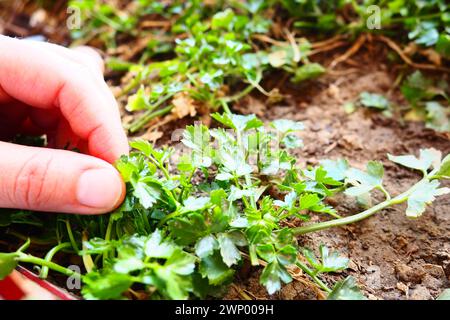 Junge Pflanzen aus Petersilie und Sellerie, sorgfältig gepflanzt von Frauenhänden. Landwirtschaftliche Arbeit im Frühling im Garten, Garten, Hütte oder Bauernhof. Manuelle Arbeit Stockfoto