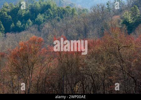 Baumknospen, Frühjahrs, Cherokee Indianerreservat, Big Cove, NC Stockfoto