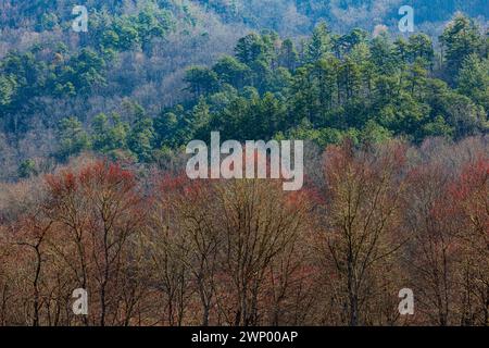 Baumknospen, Frühjahrs, Cherokee Indianerreservat, Big Cove, NC Stockfoto