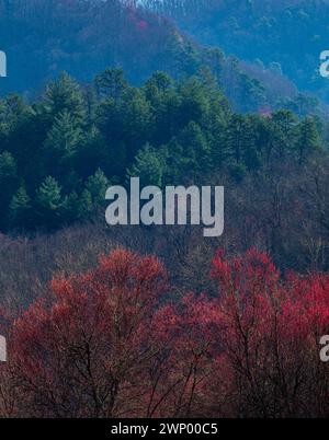 Baumknospen, Frühjahrs, Cherokee Indianerreservat, Big Cove, NC Stockfoto