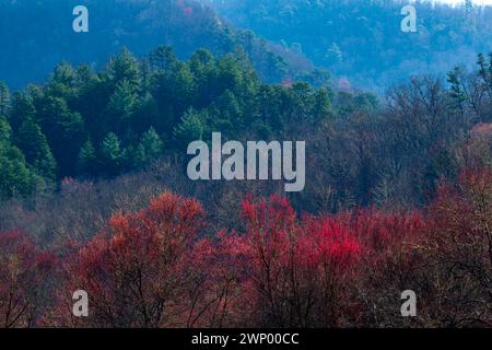 Baumknospen, Frühjahrs, Cherokee Indianerreservat, Big Cove, NC Stockfoto