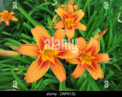 Hemerocallis lilenik ist eine Pflanzengattung der Lilaynikov-Familie Asphodelaceae. Schöne orangene Lilienblüten mit sechs Blütenblättern. Lang, dünn grün Stockfoto